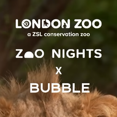 Zoo nights x Bubble
